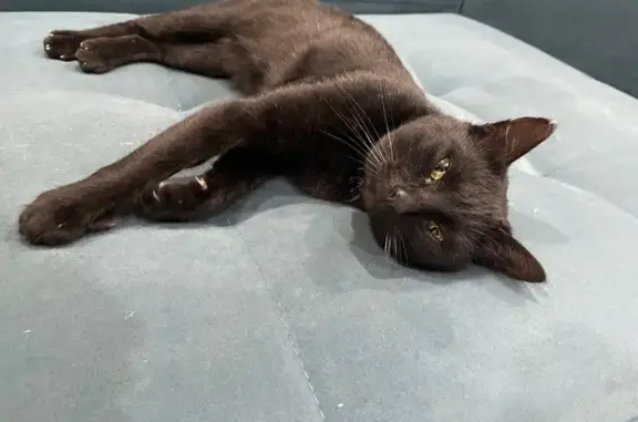 Найдена кошка, Саратов, фото: Найдена кошка, пр. 50 лет Октября, 91Д