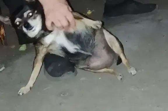 Собаки потеряшки, Воронеж, фото: Потеряшка собака, Московский пр., 149А, Воронеж