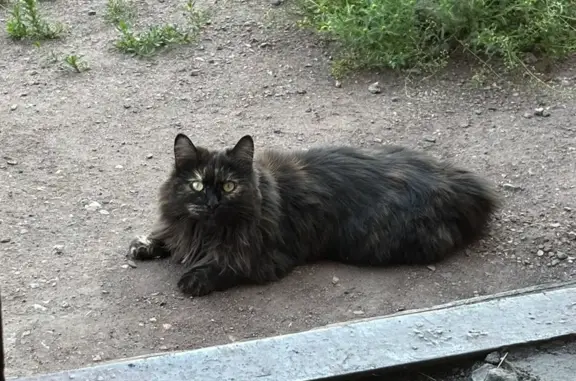 Кошки потеряшки, Прокопьевск, фото: Потеряшка кошка Соня, ул. Дежнёва, 34