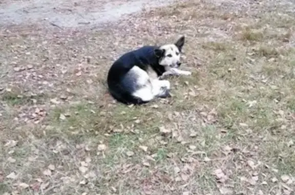 Найдена собака, Ивановская область, фото: Собака найдена в парке Степанова, Иваново