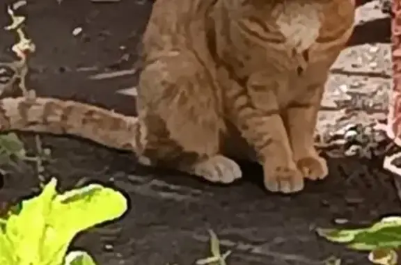 Кошка найдена: Флотская ул., Москва