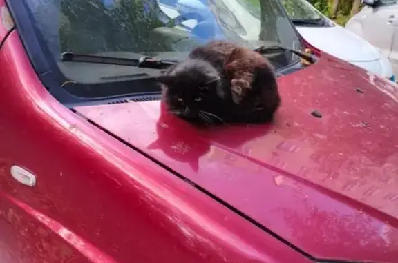 Кошка найдена на Флотской улице, Москва