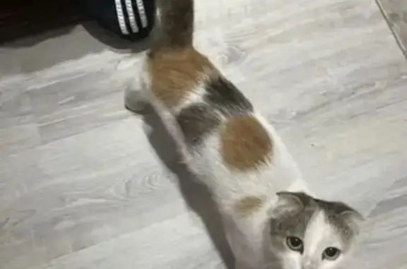 Найдена кошка, Ульяновск, фото: Трехцветная кошка, Ульяновск, 3-й Советский