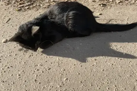 Кошка найдена: Тверь, Тверская обл.