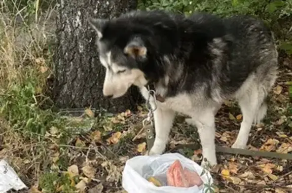 Хаски найдена: Гвардейская 3, Казань