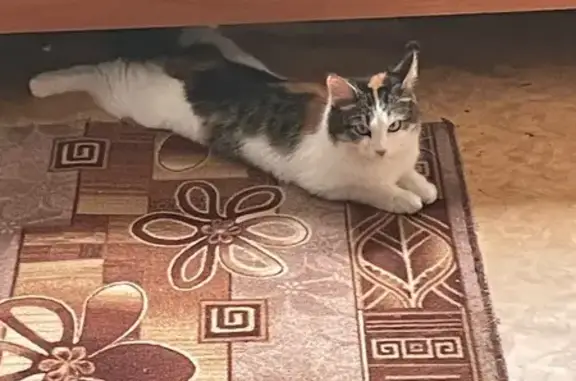 Кошки потеряшки, Владимир, фото: Потеряшка кошка, ул. Растопчина, Владимир