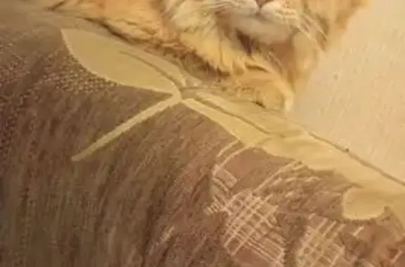 Найдена кошка, ул. Минина, Красноярск