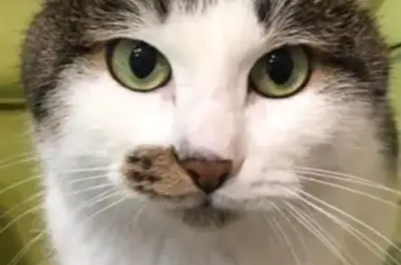 Пропала кошка, Увильды, Челябинская обл.