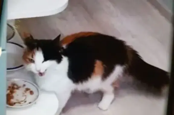 Кошки потеряшки, Петрозаводск, фото: Потеряшка кошка, ул. Петрова 11, Петрозаводск