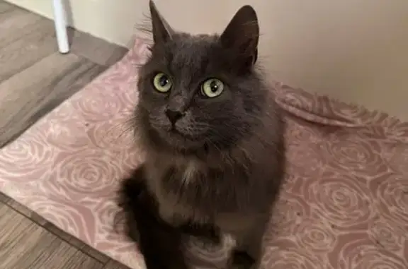 Найдена кошка, , фото: Найдена кошка на Ладожской, 51, Пенза