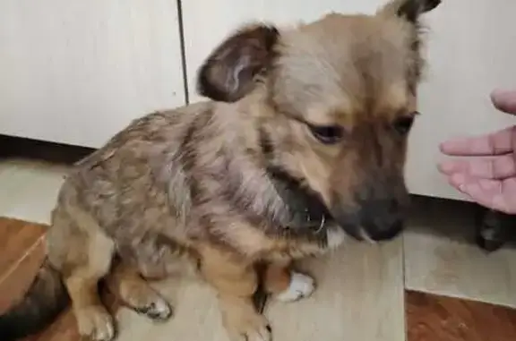 Сочи: найдена собака, Енисейская 61