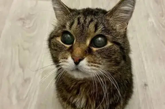 Найдена кошка, Нижневартовск, фото: Кошка найдена: проезд Куропаткина, 1, Нижневартовск