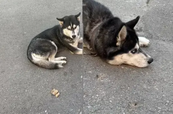 Хаски найдена на ул. Кочубея, 42/1