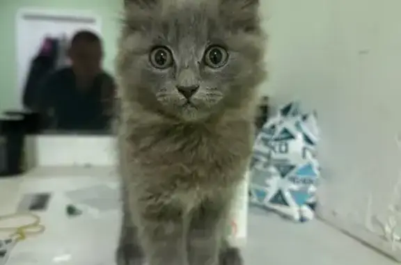 Найдена кошка, Хабаровск, фото: Кошка найдена: Нагорный пер., 1, Хабаровск