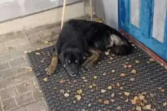 Собаки потеряшки, Орехово-Зуевский городской округ, фото: Потеряшка собака, МО, 46Н-07950