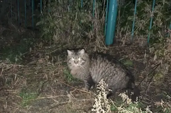 Найдена кошка, Новосибирск, фото: Кошка найдена на Сибиряков-Гвардейцев, 5