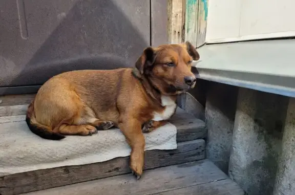 Собаки потеряшки, Новосибирск, фото: Потеряшка собака, Волховская 16, Новосибирск