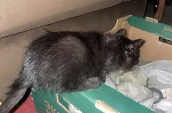 Кошка найдена, Южно-Моравская, Воронеж