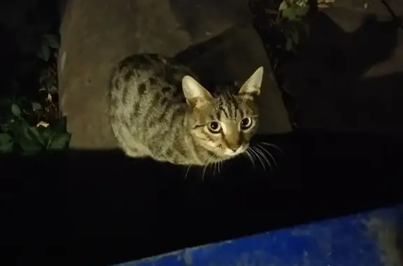 Найдена кошка, Ульяновск, фото: Кошка найдена: Пушкарёва, 8А, Ульяновск