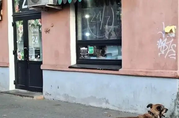 Светло-коричневая собака на Орджоникидзе