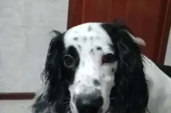 Собаки потеряшки, Новосибирская область, фото: Потеряшка собака, Издревая, Новосиб. обл.