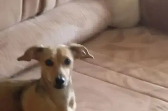 Пропала собака, ул. Стара-Загора 209, Самара