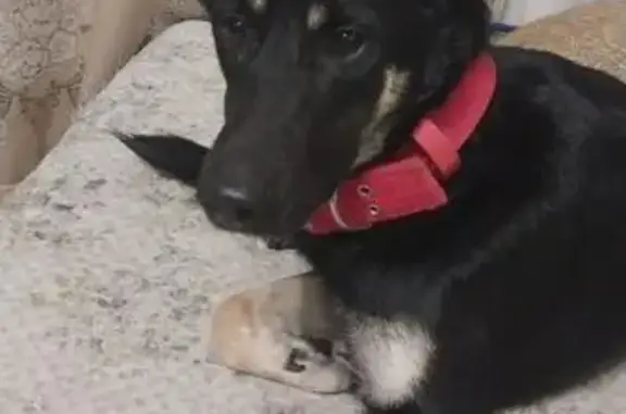 Собака найдена у Склизкова, 70 к4, Тверь