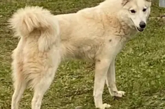 Найдена собака, Уральская ул. 7, Таборы