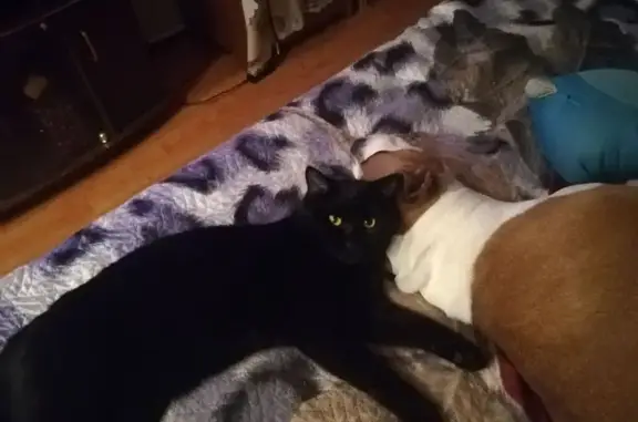 Кошки потеряшки, Иркутская область, фото: Потеряшка кошка, Железнодорожный, Иркутск