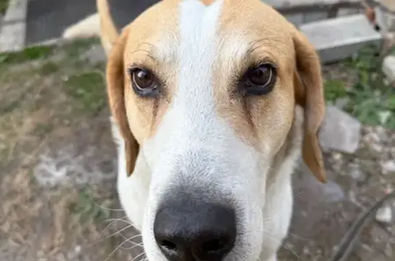 Найдена собака, , фото: Найдена собака, Революционная 36, Пенза