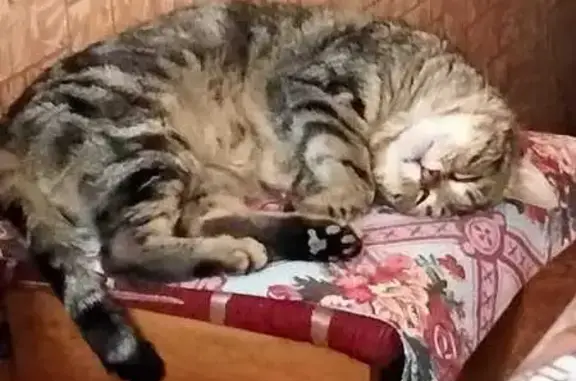 Пропала кошка, Комсомольский пер.