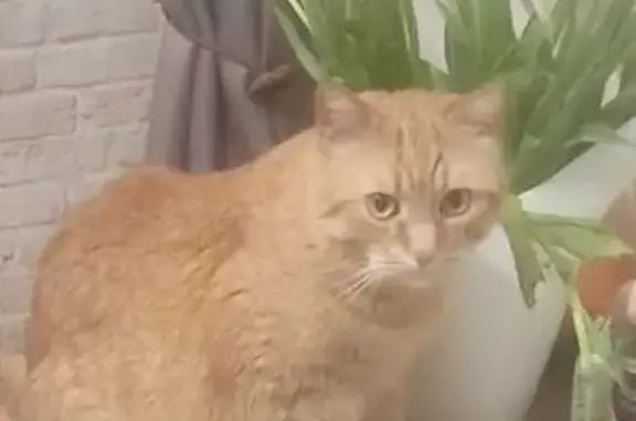 Кошки потеряшки, Московская область, фото: Потеряшка рыжий кот, Можайское шоссе