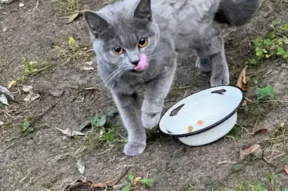 Найдена кошка, Москва, фото: Кошка найдена на Каскадной улице, Москва