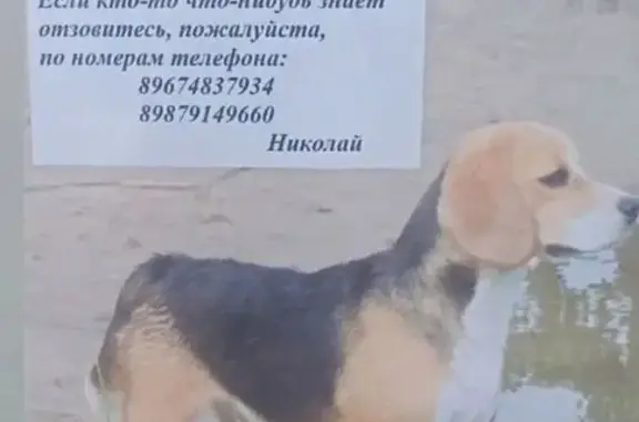 Собаки потеряшки, Самарская область, фото: Потеряшка собака в районе Елховка, Вязовка