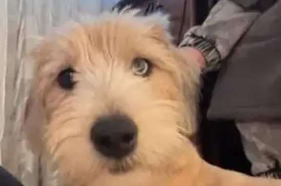 Пропала собака, пр. Победы, Липецк