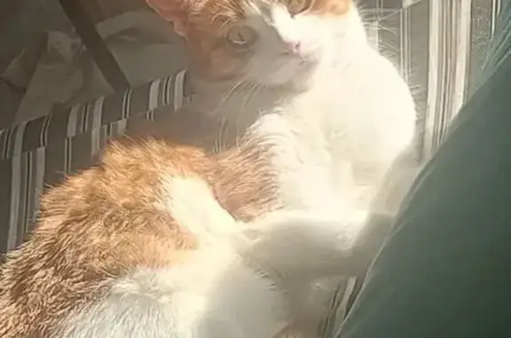 Кошки потеряшки, Москва, фото: Потеряшка кошка, Малая Калитниковская ул.