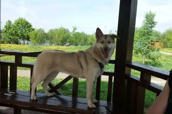 Собаки потеряшки, Балашиха, фото: Потеряшка собака, Октябрьская ул. 11, Балашиха