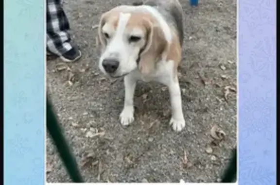 Собака найдена: ул. Мичурина, 2Ж, Крск.