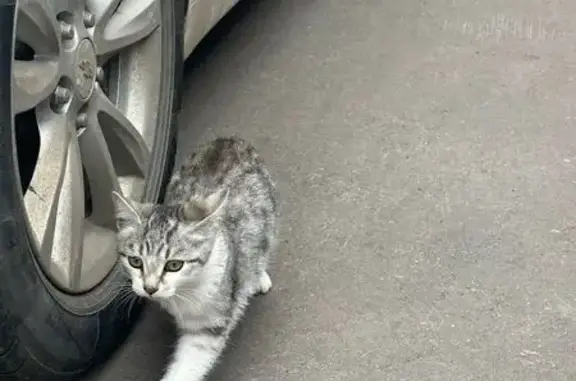 Найдена кошка, Красненькая, фото: Котенок найден на Совхозной улице