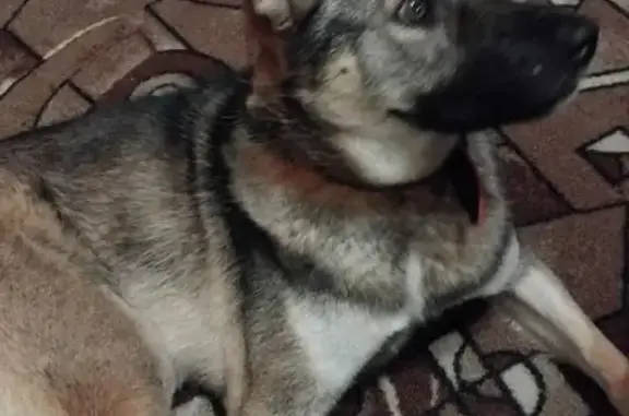 Собака найдена в Поливаново, Подольск