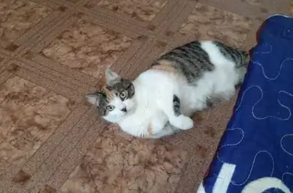 Кошки потеряшки, Санкт-Петербург, фото: Потеряшка кошка у пр. Маршала Жукова, 74 к1