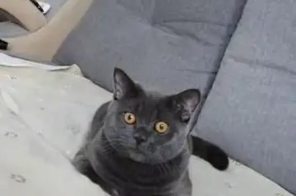 Кошки потеряшки, Кемерово, фото: Потеряшка кошка, В. Волошиной 32, Кемерово