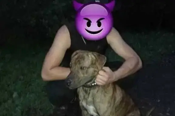 Пропала собака, Ростов, ул. 16