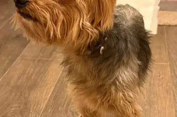 Йоркширский терьер найден в Коммунарке