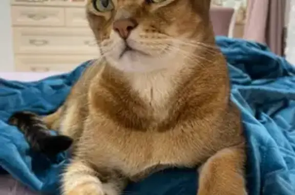 Пропала кошка, ул. Свободы, 23, Новочеркасск