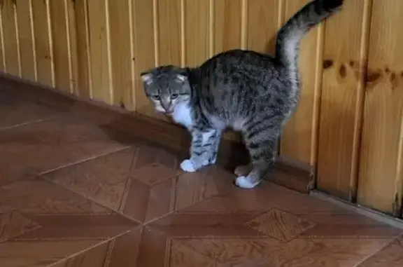 Найдена кошка, Владикавказ, фото: Кошка найдена на ул. Калоева, 57, Владикавказ