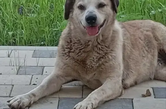 Пропала собака, Дорожная ул., Яблоновский