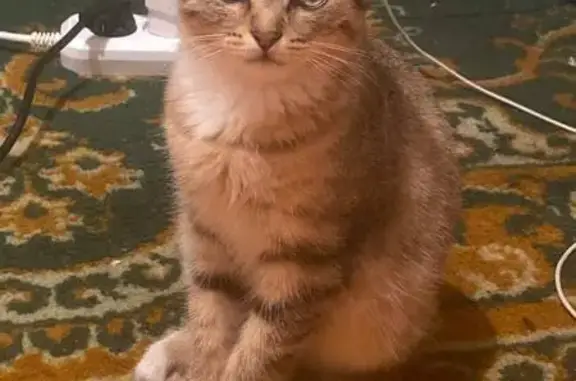 Пропала кошка на Павлова, 52, Улан-Удэ