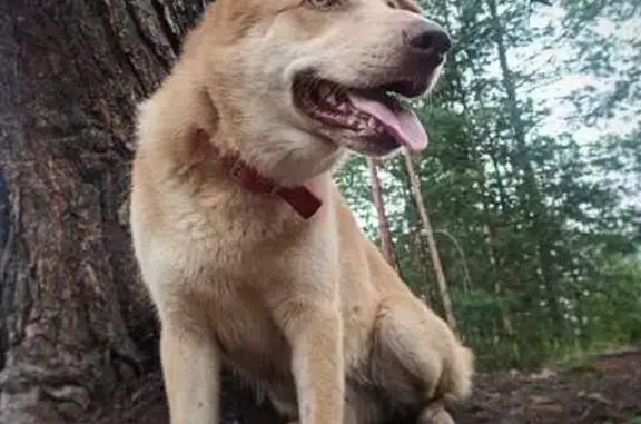 Собаки потеряшки, , фото: Потеряшка собака в с. Пирочи, МО