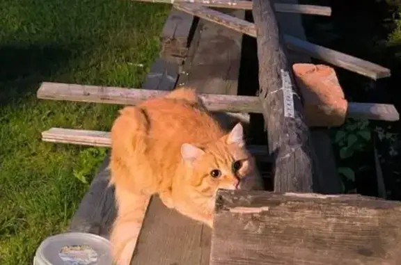 Кошки потеряшки, Нижегородская область, фото: Потеряшка кошка, СНТ Междуречье, ст. Тарасиха